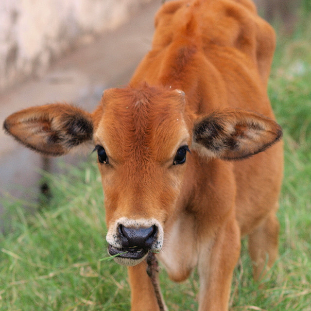 colostrum